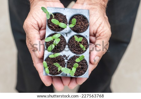 senior citizen hands holding green small plant. new life concept. seed germination. In safe hands of a grandfather. farmer hand holding small plants. Organic farming. Go green concept.