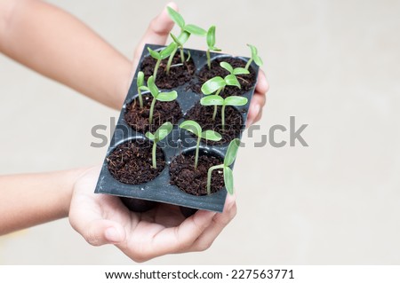 young girl\'s  hands holding green sprout growing from seed. seed germination. New life, spring and ecology concept