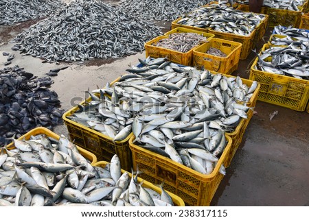 Raw mackerel fish on display for sale.  pelagic fish. Seafood. Fish market in India. Fish high in omega-3 oils.Indian mackerel. Basket full of fish.