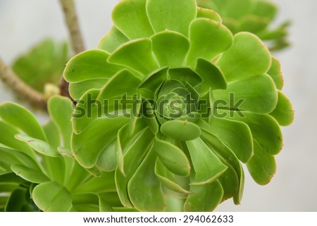 Bright green Succulent Cactus Plant In botanical garden Ooty India. Budding Echeveria with beautiful tiny green leaves flower pattern.