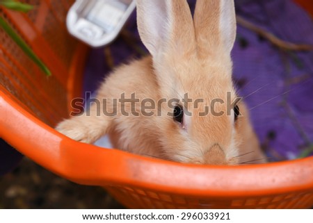 orange rabbit in a basket cage looking up standing on two legs cautious and watching around.
