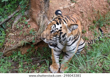 Wild Bengal tiger sitting top view in a national park in Karnataka India. Adventure safari trip through dense forest path.