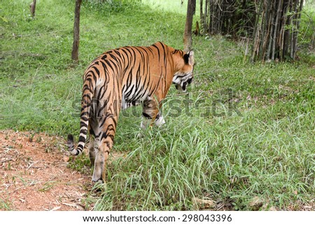 Wild Bengal tiger walking back to forest in a national park in Karnataka India. Adventure safari trip through dense forest path.