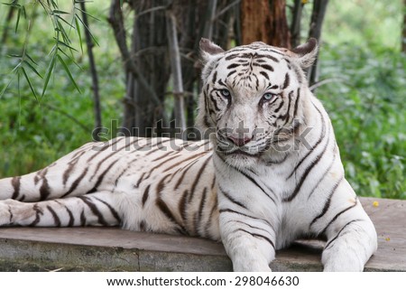 Bengal white Tiger lying down with green eyes staring in a national park in Karnataka India. Adventure safari trip through dense forest path with wild animals. copy space