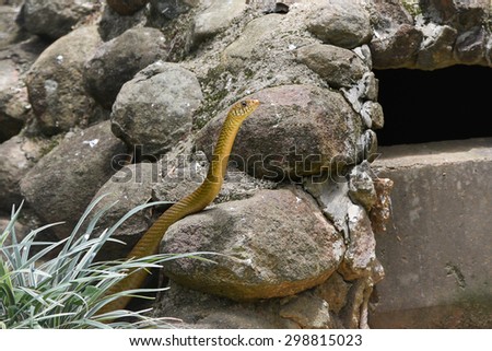 Snake looking up curious for food. Indian rat snake(Ptyas mucosa) are non-venomous reptiles
