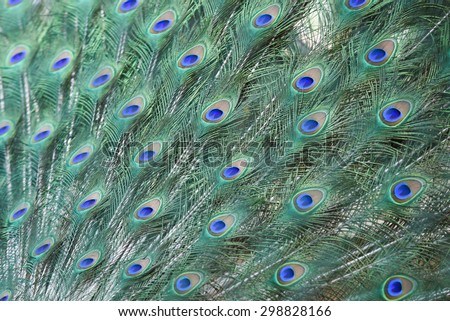 Colorful Peacock feathers isolated, Peacock green and blue plumage in close up.  bird dancing spreading its fanned tail feathers out to attract female pair. Karnataka India