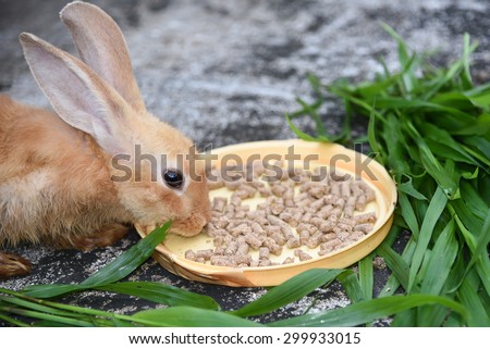 Orange brown rabbit is eating rabbit feed and grass.Professional dry pet food spread out in a plate with green grass