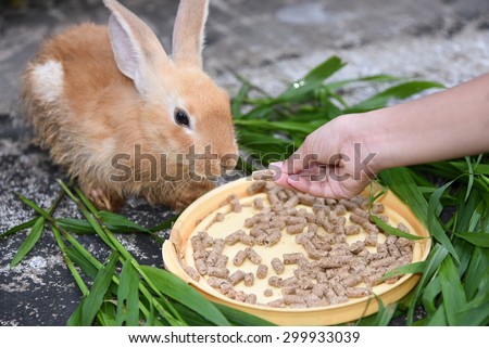 Little girl caring and feeding her loving pet food with hand, watching. Rabbit is eating rabbit feed and grass.