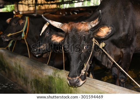 Rope tied through nose to control a mad/angry cow. cruelty toward domestic animals. Black cow in a meat dairy breed cows farm Kerala India.