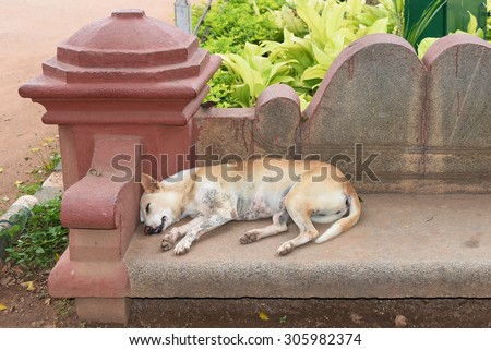 Stray dog in the nature sleeping ,India. Black and white Stray dog resting on the street
