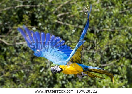 Blue yellow Macaw / Ara parrot in flight shot while he was flying during a presentation event