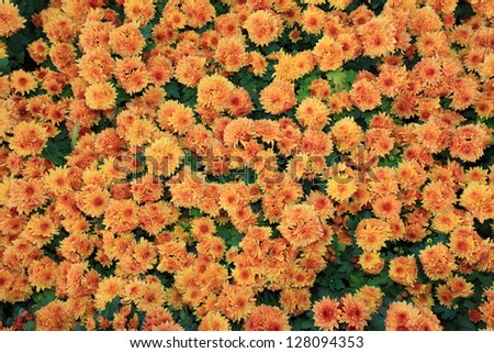 Sea of orange flowers