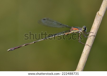 Lestes parvidens (damselfly) perched on reed marsh