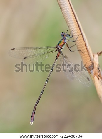 Lestes parvidens (damselfly) perched on reed marsh