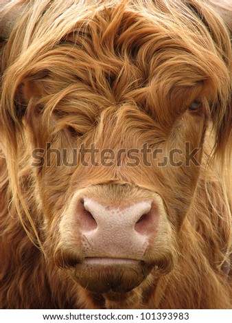 Telephoto view of the face of a highland cow