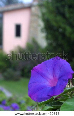 Italian house (out of focus) in background. Blue flower dominating picture.
