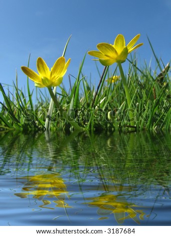 Close-up of buttercups growing in grass area against blue sky. Water ripple filter applied for effect.