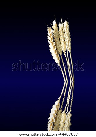 Wheat kernels against blue-black background with water effect