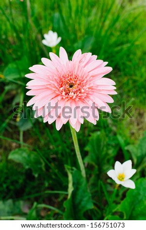 flower pink background nature daisy beautiful