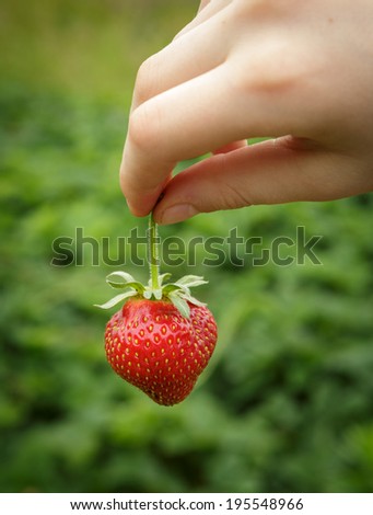 Wild Natural Red Strawberries, Strawberry in Child\'s Hand Fingers Selective Focus