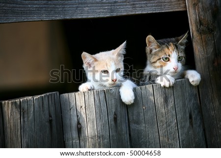 two little cats looking behind a fence board