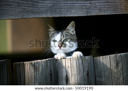 Little cat looking behind a fence board