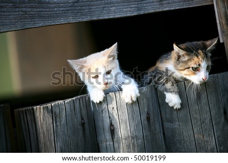 two little cats looking behind a fence board