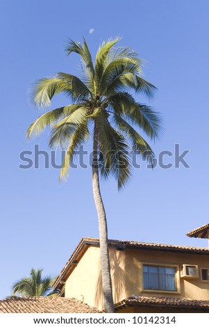 one palm in vallarta hotel with white moon