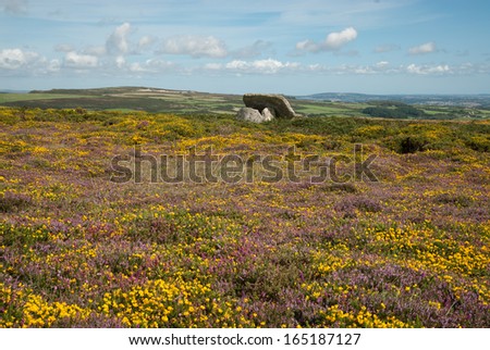 Celtic stone surrounded by Heather on Mulfrat Hill near New Mill in Cornwall