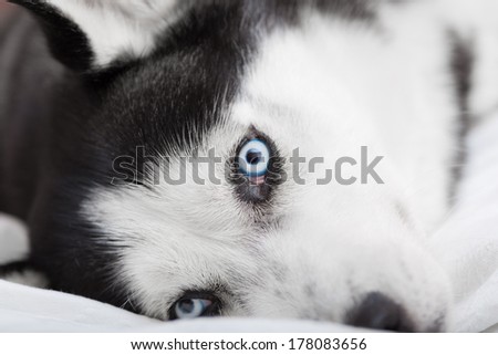 A beautiful Siberian Husky dog is showing his colorful blue eyes while is lying down and resting above a white bed