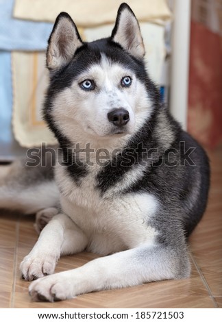 Beautiful and elegant siberian husky indoor portrait while is lying down on the floor. In this portrait is awfully showed the beautifulness of the blue eyes of this type of  nordic dog.