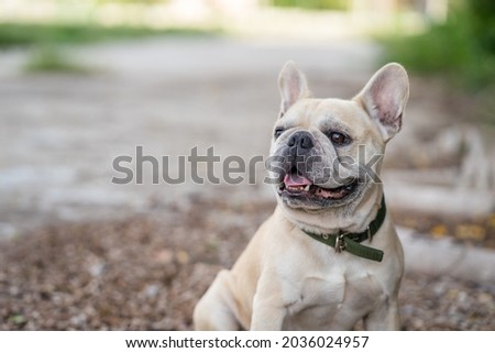 Similar – Image, Stock Photo cute brown french bulldog sitting on the bed at home and looking at the camera. Funny dog listening to music on white headset. Pets indoors and lifestyle. Technology and music