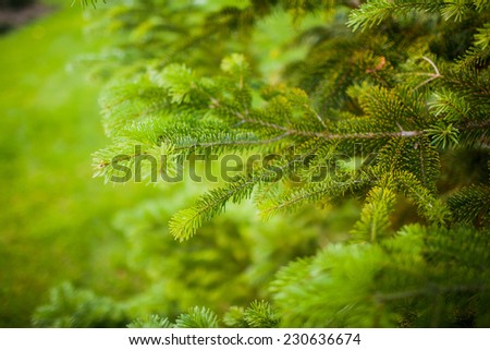 Closeup view of a bright green spruce tree branches and needles. The real treasure of Christmas holidays