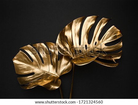 Closeup view of two luxurious golden painted tropical monstera leaves artistic composition. Abstract black background isolated. Creative jewelry concept.
