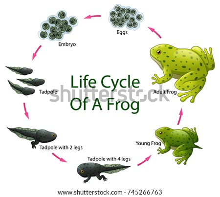 frog cycle from which country