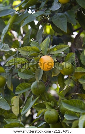 Citrus tree.