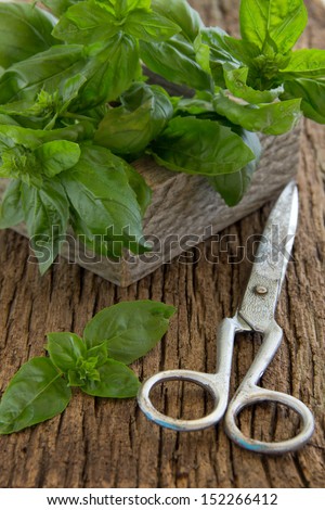 Bunch of basil on the old board. Selective focus.