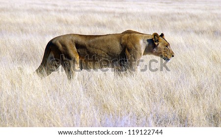 a lioness hunting in the Etosha National Park of Namibia Afrika