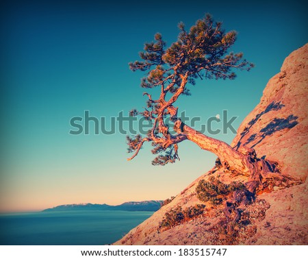 vintage picture. Lonely pine tree in the morning sunlight with a moon on the west