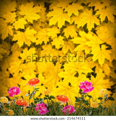 Nature autumn composition. Colorful roses in a grass on a blurred autumn leaves background