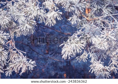 Pine tree branch covered with hoar frost. Nature winter background