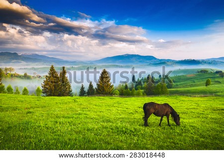 Horse grazing in a meadow Ukrainian Carpathian mountain valley. Early misty morning