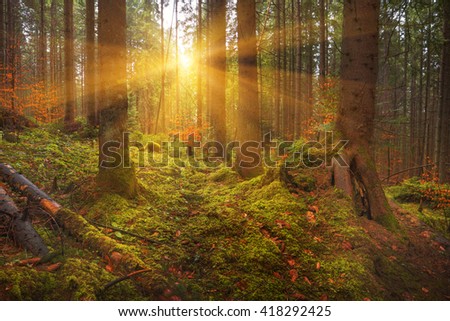 Carpathian Dense