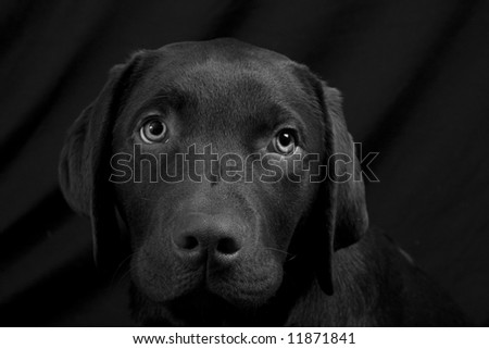 Chocolate Labrador Puppy Head against Black Background - BW