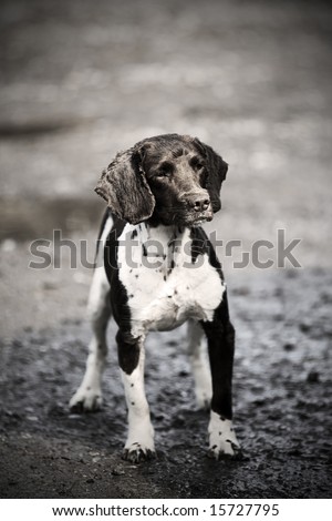 Springer Spaniel Working Dog