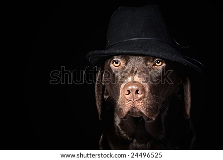 Chocolate Labrador in Black Hat against Black Background