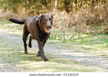 Shot of a Chocolate Labrador Running in the Countryside