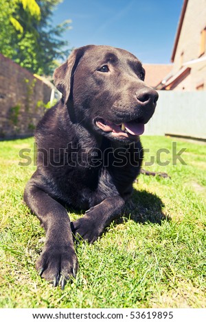 Shot of a Chocolate Labrador Relaxing in the Garden on a Bright Summer\'s Day