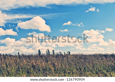 Set-Aside Field with Blue Sky and Clouds