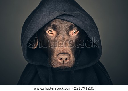 Chocolate Labrador in Hooded Top